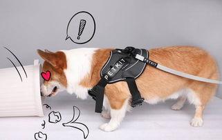 博主爆料假装救狗狗视频,假装救狗狗视频背后的真相